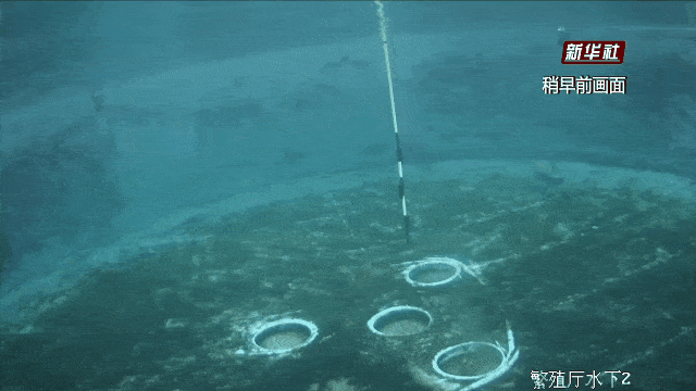 直击！华为推出“数字江豚”助力武汉打响生态保卫战！