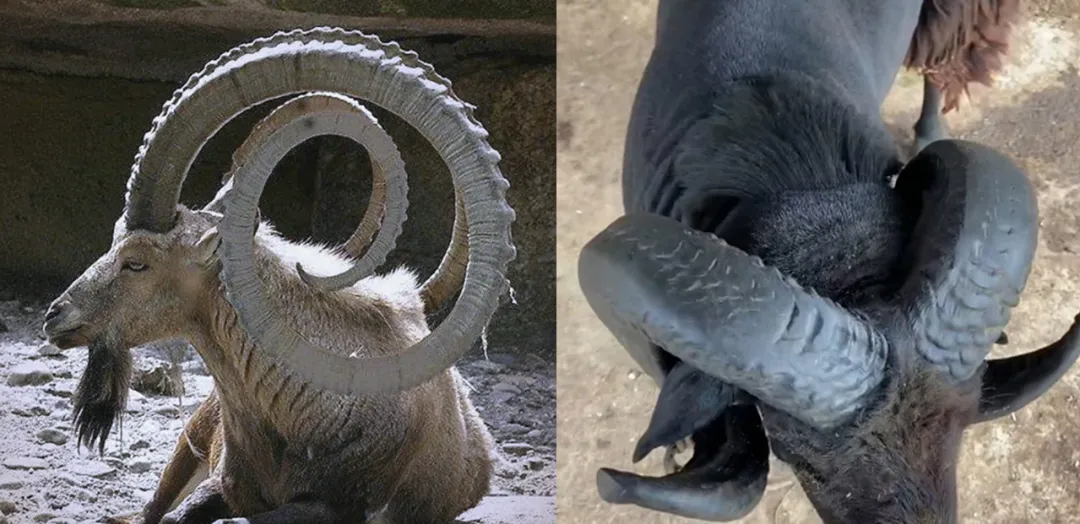 做了1000多天的项目，终于把吉祥物设计流程搞清楚了！