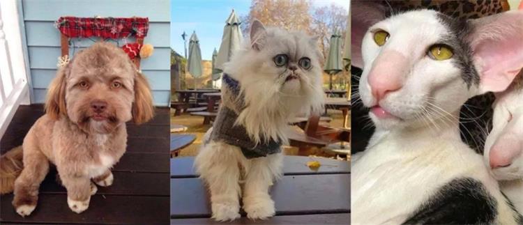 中国最野的设计秘术，都藏在中式吉祥物里！