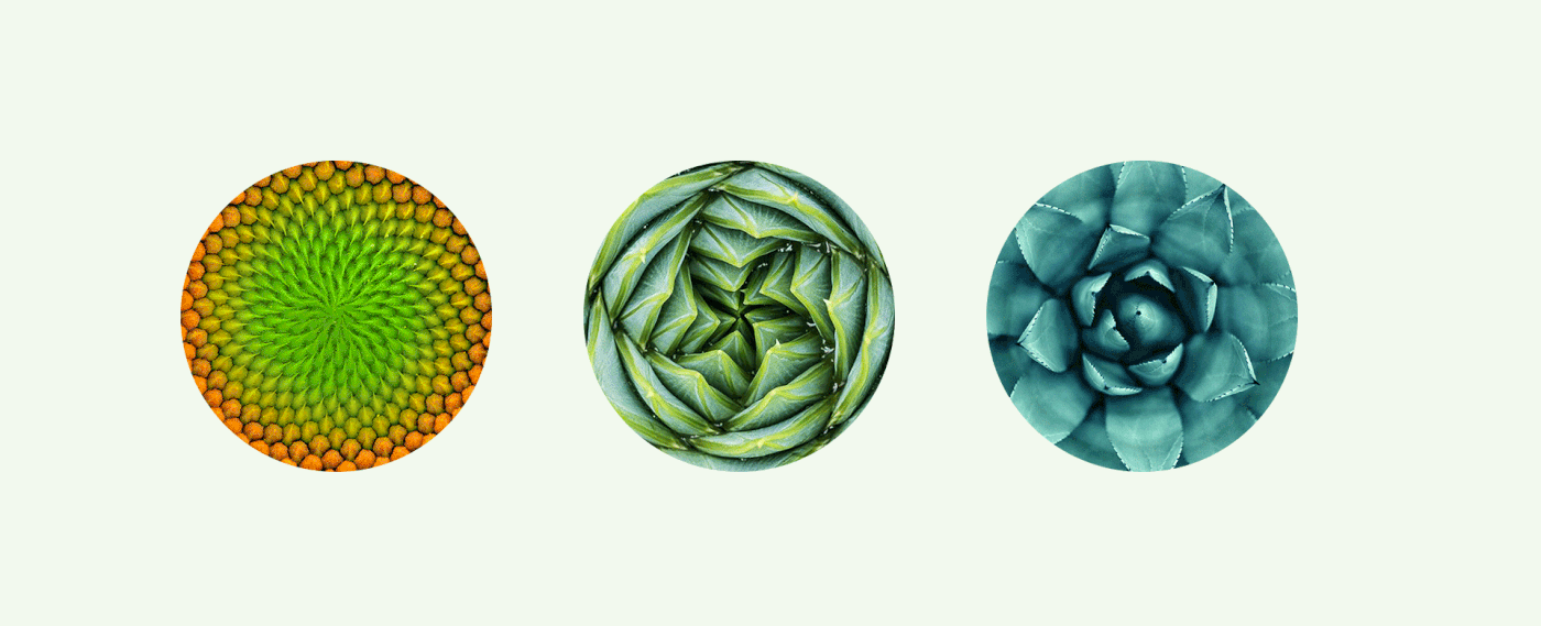 Alvor农业市场品牌形象设计 Alvor 品牌辅助图形