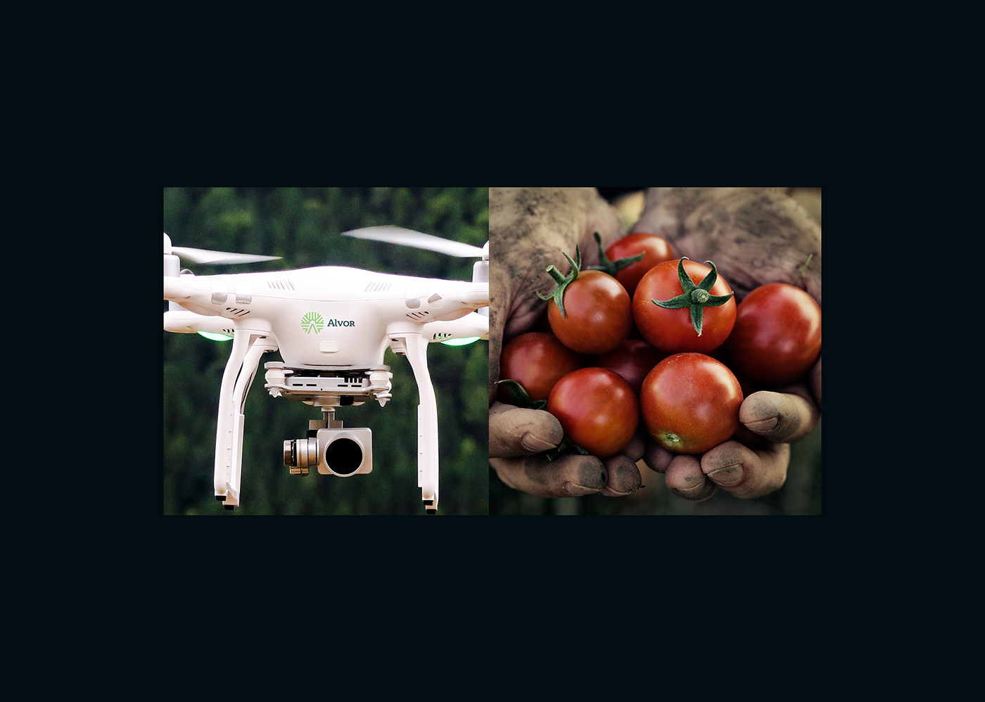 Alvor农业市场品牌形象设计 Alvor 品牌形象