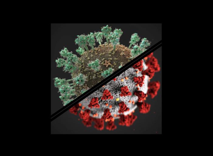 冠状病毒是什么样子的？